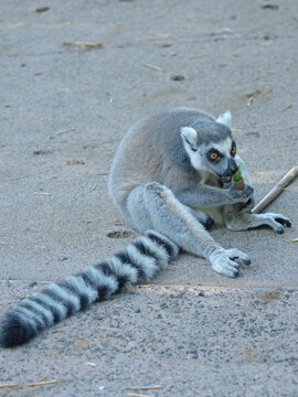 Ring-Tailed Lemur Sitting on Ground and Chewing a Bamboo Stick