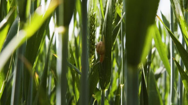A snail crawling on a wheat leaf in a lush green field, Gers, France