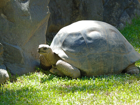 Large Aldabra Giant Tortoise Resting on Green Grass Near Rocks