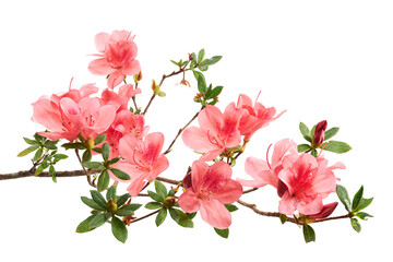 Fresh Pink azalea flowers blooming on woody branches with green foliage and unopened buds, isolated on white background with clipping path for botanical, floral, and design use. © DEWINs