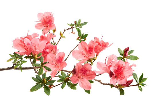 Fresh Pink azalea flowers blooming on woody branches with green foliage and unopened buds, isolated on white background with clipping path for botanical, floral, and design use.
