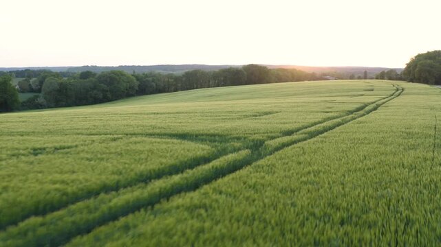 Aerial shot of lush green wheat fields at sunset, Gers, France
