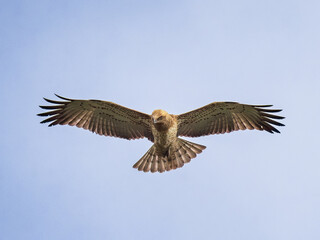 Obraz premium Majestic raptor bird of prey soaring in the clear blue sky with wide open wings. Low angle view of a short toed snake eagle in flight, wildlife photography