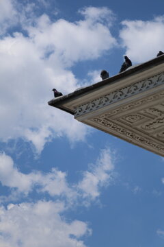 Doves 