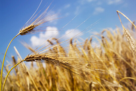 Ripe barley in field, close-up