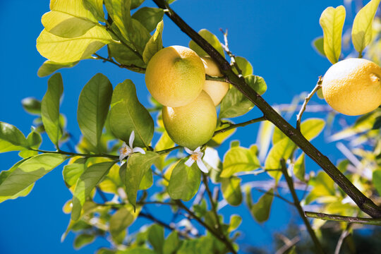 Lemon tree