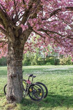 A bicycle leans against a blooming cherry blossom tree in the park