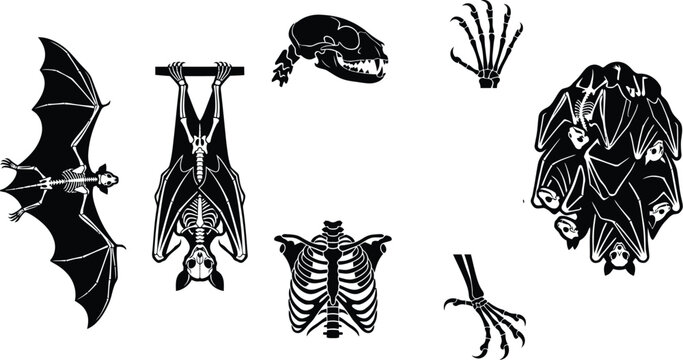 Black and white bat skeleton anatomy vector icon set
