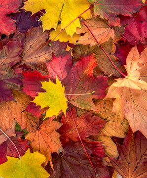 top view on heap of  colorful maple leaves forming an autumnal textured background