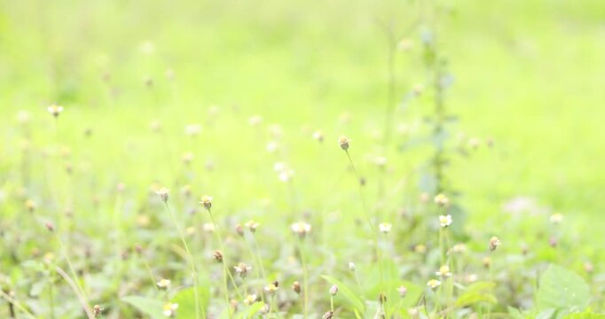 Slow-motion shot of a beautiful Monarch butterfly resting on small wildflowers in a lush green meadow during a sunny summer day.
