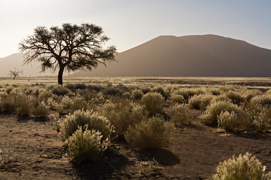Africa, Namibia, Desert landscape with tree
