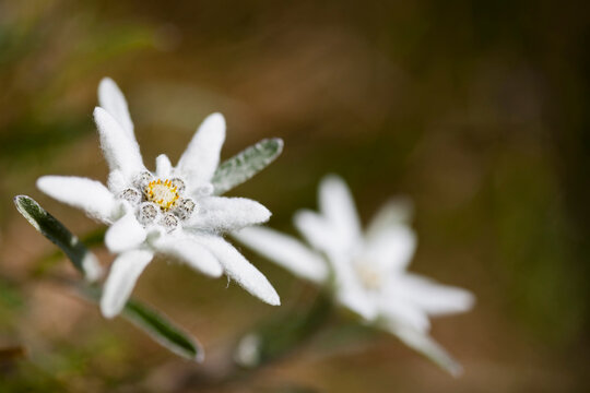 Austria, Edelweiss flowers (Leontopodium alpinum)