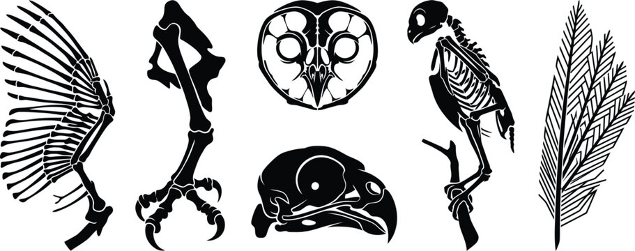Bird skeleton and anatomy vector icons set illustration
