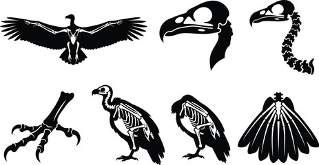 Fototapeta premium Vulture Anatomy Skeleton Silhouette Vector Graphic Set