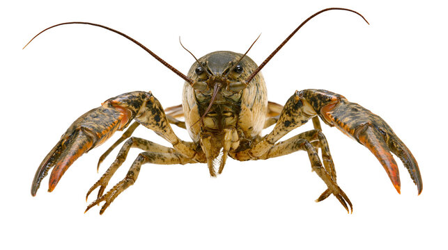Brown freshwater crayfish with large claws and long antennae facing forward
