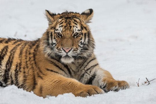 Young Siberian tiger lying in snow