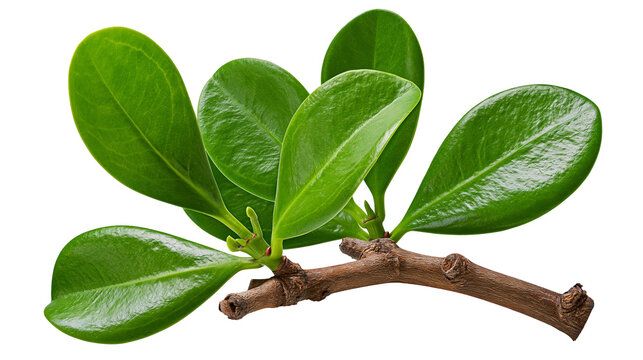 Glossy green oval leaves on a woody brown twig branch