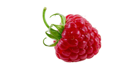 Fresh ripe red raspberry with green stem and leaves © Gael