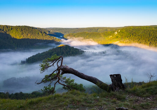 Germany, Baden-Wuerttemberg, pine tree and morning fog above Danube River near Beuron