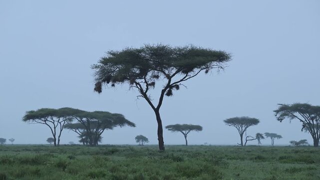 Misty morning over african savanna with acacia trees and weaver bird nests in foggy landscape.