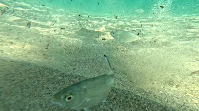 Derbio pompano fish swimming over a sandy seabed in the clear shallow waters of Greece