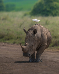 Free tansportation from Rhino heron © ahmed