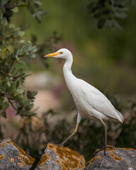 Obraz premium Cattle egret Bubulcus ibis standing on mosscovered rocks in its natural habitat. White heron portrait in the wild, wildlife photography