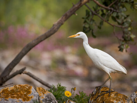 Cattle egret Bubulcus ibis standing on mosscovered rocks in its natural habitat. White heron portrait in the wild, wildlife photography