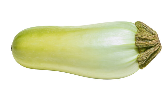Pale green cylindrical zucchini squash with textured brown stem end