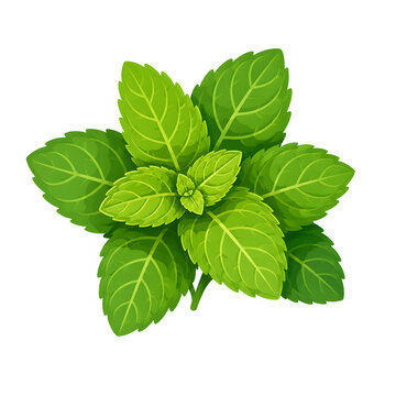 Fresh green mint leaves, organic peppermint sprig on white background, aromatic herbal plant for culinary and medicinal use