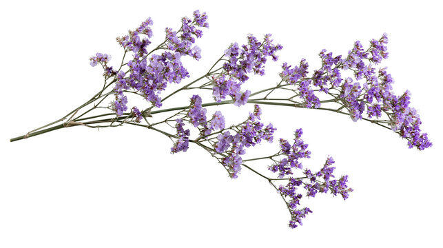Dried purple statice flower sprig with delicate small blossoms