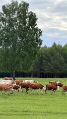 Naklejka premium Cows grazing on green grass under a large tree near a forest in the background