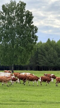 Cows grazing on green grass under a large tree near a forest in the background
