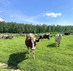 Obraz premium Brown and white dairy cows grazing in lush green pasture under clear blue skies