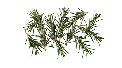 Fototapeta premium Fresh green rosemary sprigs arranged in a cluster