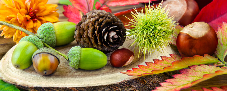 Autumn and natural decoration with chestnuts, leaves, marons and flowers on wooden background