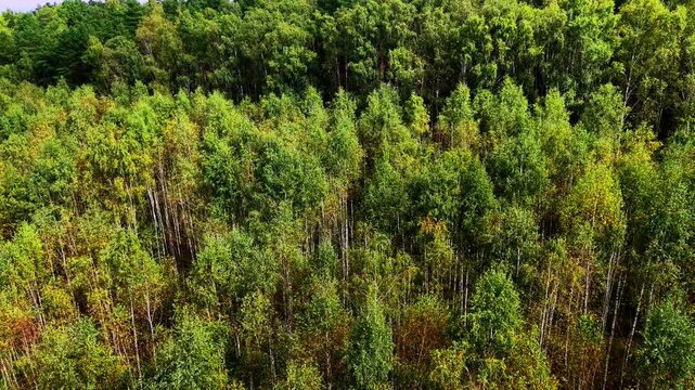 Diverse green forest canopy showcasing various tree heights and autumn foliage textures