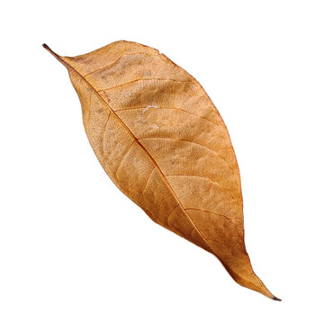 Dried brown leaf with delicate veins resting on a plain transparent background.