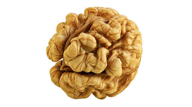 Raw whole walnut kernel with textured surface and golden brown color