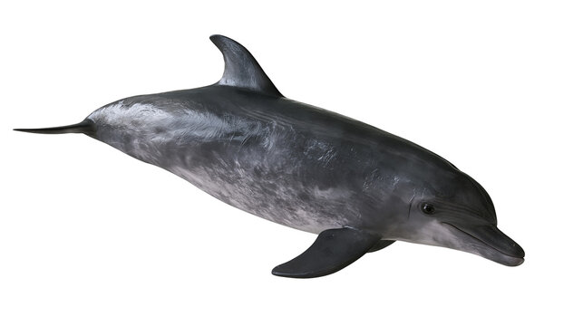 Full body side view of a grey bottlenose dolphin swimming