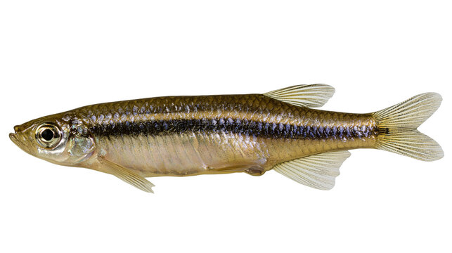 Small silver and brown minnow fish with a dark lateral stripe