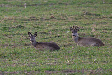 Male European roe deer (Capreolus capreolus) with velvet antlers and female doe lying resting in a spring green field in Latvia. © Gatis