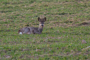 Male European roe deer (Capreolus capreolus) with velvet antlers lying down and looking at the camera in a green field in Latvia. © Gatis