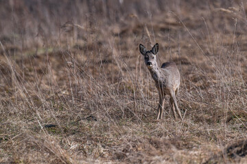 European roe deer (Capreolus capreolus) standing alert and looking at the camera in a field of dry brown grass in Latvia during early spring. © Gatis