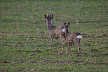 Male European roe deer (Capreolus capreolus) with velvet antlers looking back beside a female in a green spring field in Latvia. © Gatis