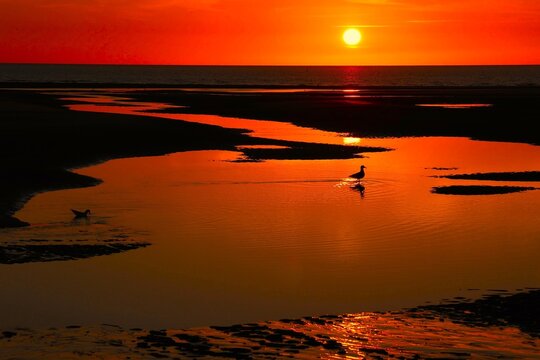 Coucher de soleil en bord de mer mettant en relief une mouette se promenant dans une &eacute;tendue d'eau paisible au premier plan. Couleurs d'&eacute;t&eacute; en soir&eacute;e avec des tons orang&eacute;s.