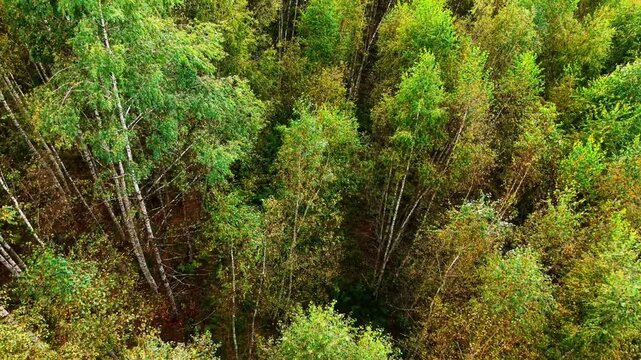 Leafy treetops with vibrant green foliage and hints of autumn colors from above