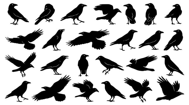 Detailed black crow bird silhouettes collection in various flying poses