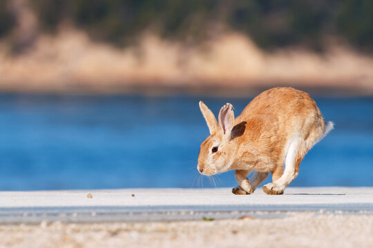 Brown Rabbit Running Along a Sandy Shore