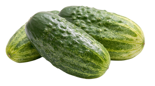 Fresh green bumpy pickling cucumbers with textured skin